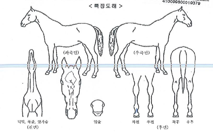 ½½·¥µå·¡°ïÀÇ Ãø¸é,¿ì¸é,µÞ¸é,µÎ»ó,´Ù¸®ÀÇ Æ¯Â¡µµÇØ