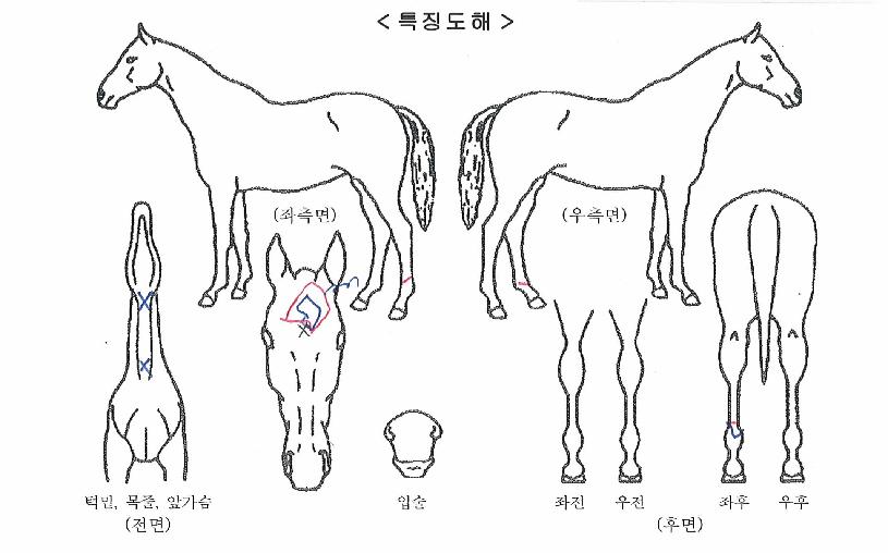 µµ³¢µå·¡°ïÀÇ Ãø¸é,¿ì¸é,µÞ¸é,µÎ»ó,´Ù¸®ÀÇ Æ¯Â¡µµÇØ