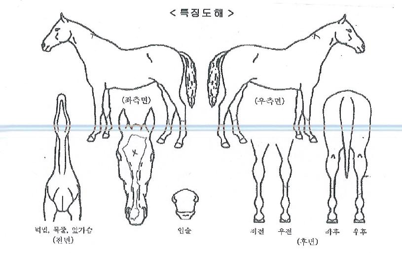 µå·¡°ï½ºÄù¾îÀÇ Ãø¸é,¿ì¸é,µÞ¸é,µÎ»ó,´Ù¸®ÀÇ Æ¯Â¡µµÇØ