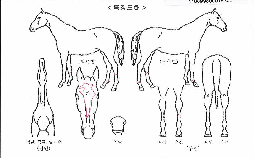 �������۽�Ʈ�� ����,���,�޸�,�λ�,�ٸ��� Ư¡����