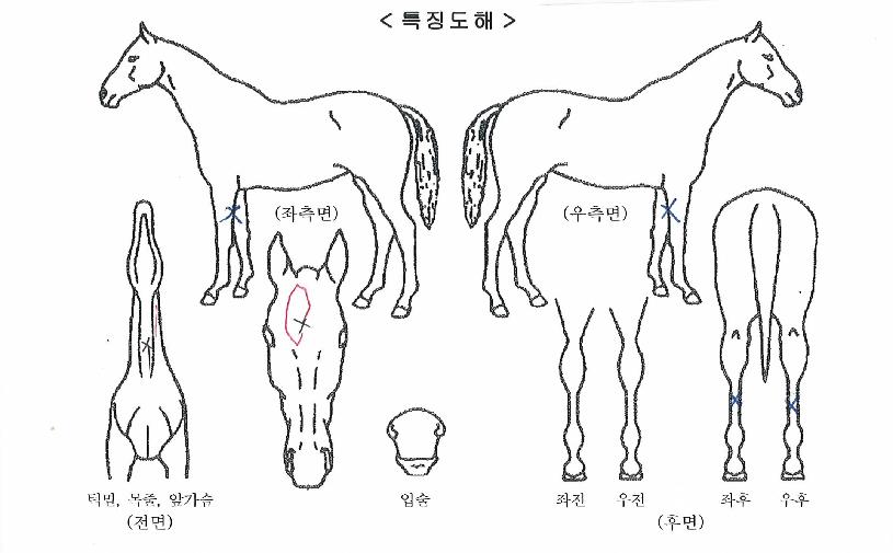 ���������� ����,���,�޸�,�λ�,�ٸ��� Ư¡����