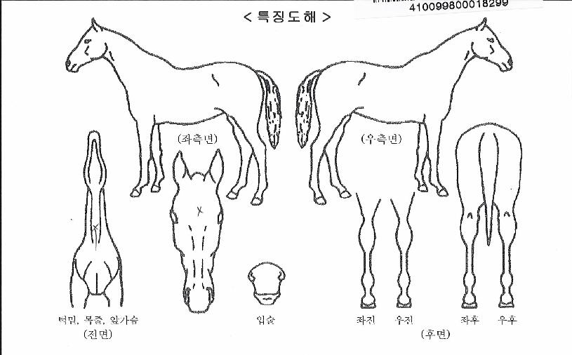 ¿µ±¤ÀÇÇÁ¸°½ºÀÇ Ãø¸é,¿ì¸é,µÞ¸é,µÎ»ó,´Ù¸®ÀÇ Æ¯Â¡µµÇØ