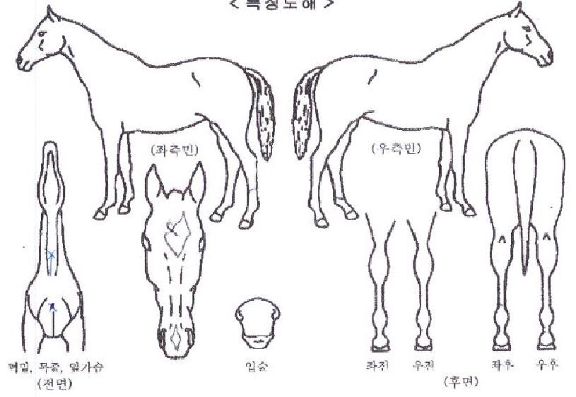 ºê¸®µµÄý½ºÅ¸ÀÇ Ãø¸é,¿ì¸é,µÞ¸é,µÎ»ó,´Ù¸®ÀÇ Æ¯Â¡µµÇØ