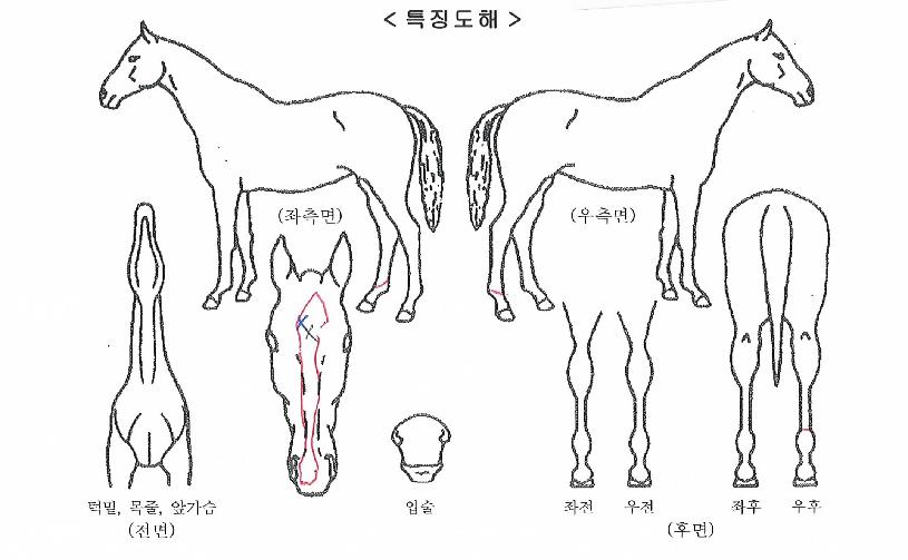 ÀºÆÄÆÄÆ®³ÊÀÇ Ãø¸é,¿ì¸é,µÞ¸é,µÎ»ó,´Ù¸®ÀÇ Æ¯Â¡µµÇØ