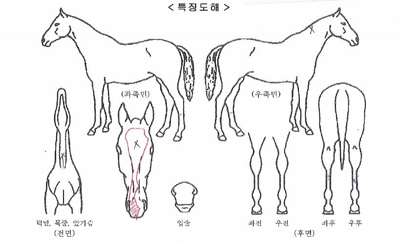 ��ϸ������� ����,���,�޸�,�λ�,�ٸ��� Ư¡����