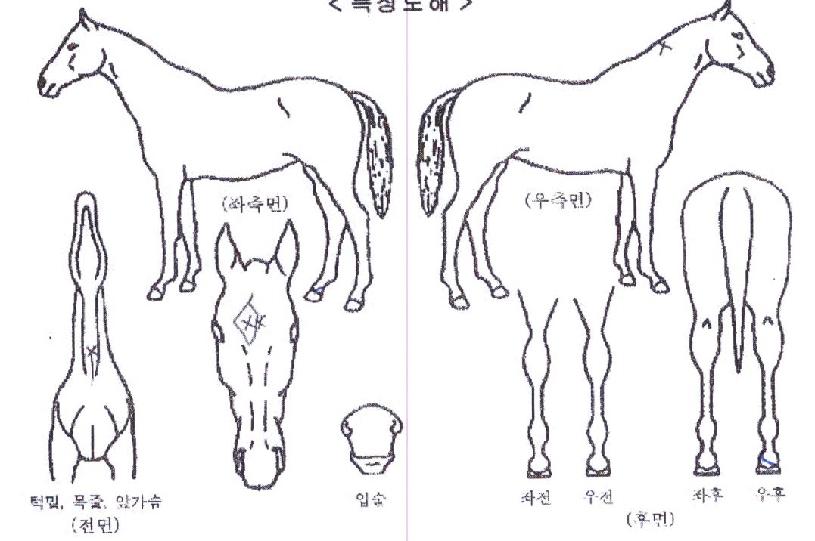 ��ȥ�������� ����,���,�޸�,�λ�,�ٸ��� Ư¡����