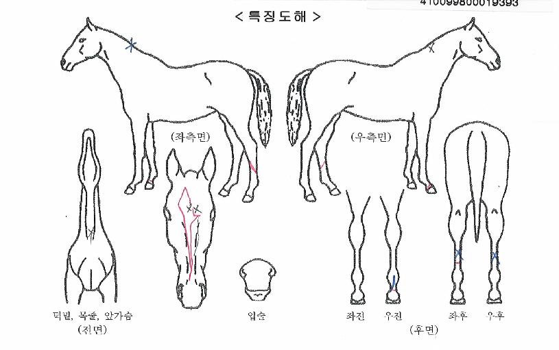 Å¥Çǵå¸ð´×ÀÇ Ãø¸é,¿ì¸é,µÞ¸é,µÎ»ó,´Ù¸®ÀÇ Æ¯Â¡µµÇØ