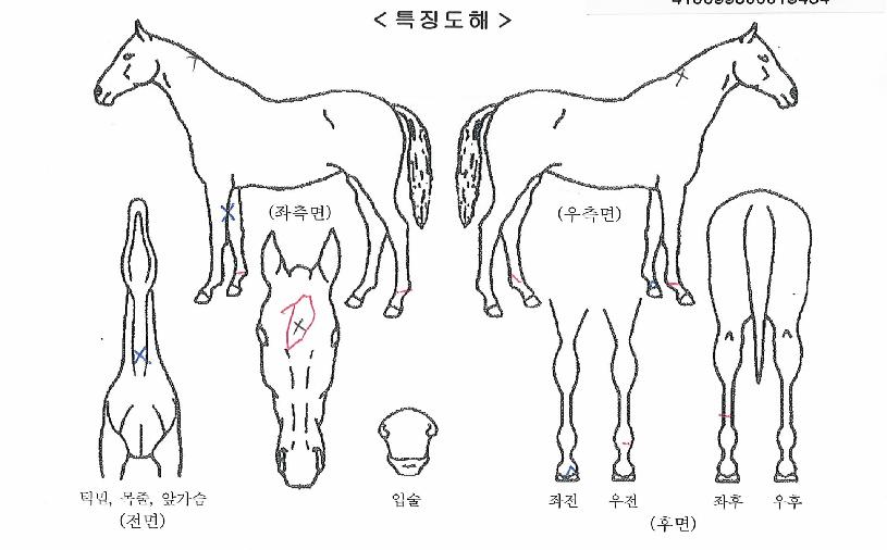 °ñµçµå·¡°ïÀÇ Ãø¸é,¿ì¸é,µÞ¸é,µÎ»ó,´Ù¸®ÀÇ Æ¯Â¡µµÇØ