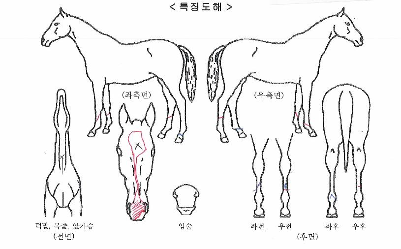 ¼¿ïÃÖ°ÀÚÀÇ Ãø¸é,¿ì¸é,µÞ¸é,µÎ»ó,´Ù¸®ÀÇ Æ¯Â¡µµÇØ