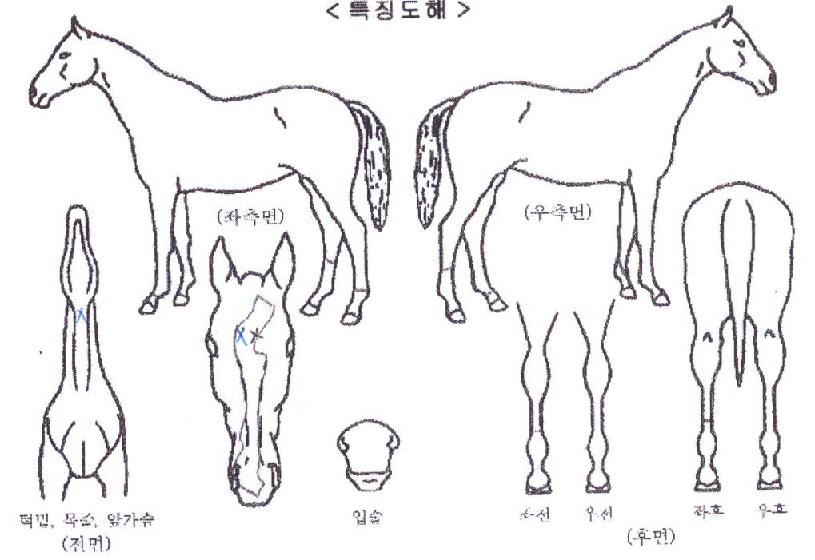 �ְ������� ����,���,�޸�,�λ�,�ٸ��� Ư¡����