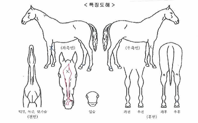 ÀºÆÄ»ç¶ûÀÇ Ãø¸é,¿ì¸é,µÞ¸é,µÎ»ó,´Ù¸®ÀÇ Æ¯Â¡µµÇØ