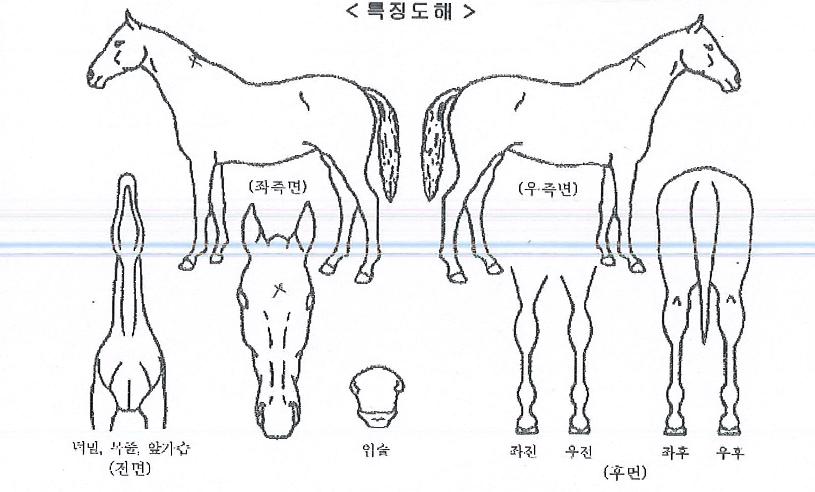 �巡������ ����,���,�޸�,�λ�,�ٸ��� Ư¡����