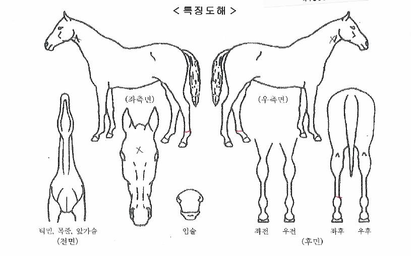 ½º¸¶Æ®¿ùµåÀÇ Ãø¸é,¿ì¸é,µÞ¸é,µÎ»ó,´Ù¸®ÀÇ Æ¯Â¡µµÇØ