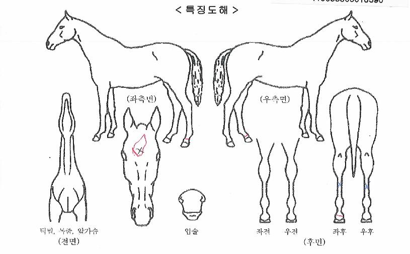 ÇѰũ¶ó¿îÀÇ Ãø¸é,¿ì¸é,µÞ¸é,µÎ»ó,´Ù¸®ÀÇ Æ¯Â¡µµÇØ