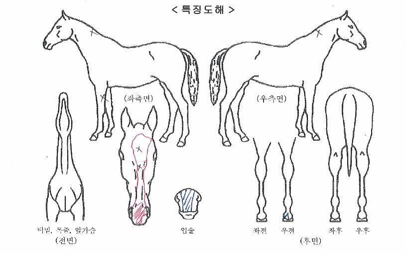 µð¾Æ³ªÀÇ Ãø¸é,¿ì¸é,µÞ¸é,µÎ»ó,´Ù¸®ÀÇ Æ¯Â¡µµÇØ