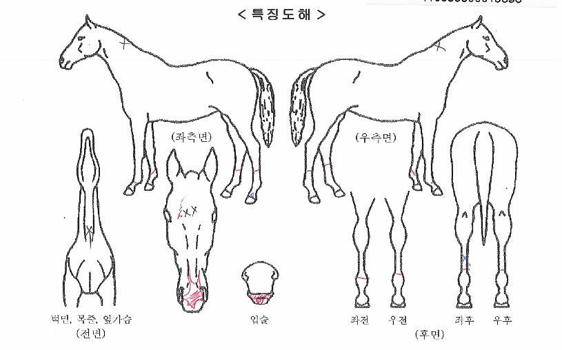 �ǿ�����è���� ����,���,�޸�,�λ�,�ٸ��� Ư¡����