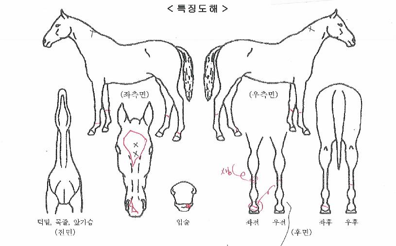 ¿À·¡´ÙÇÔ²²ÀÇ Ãø¸é,¿ì¸é,µÞ¸é,µÎ»ó,´Ù¸®ÀÇ Æ¯Â¡µµÇØ