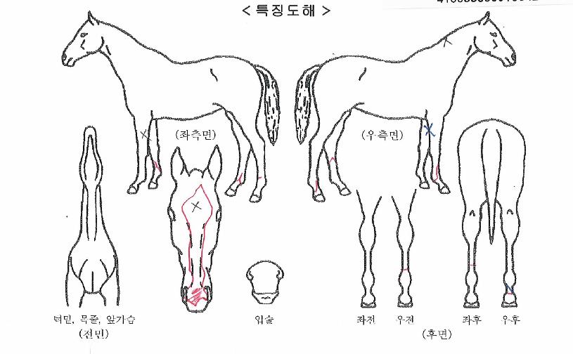 ���̷ս�Ÿ�� ����,���,�޸�,�λ�,�ٸ��� Ư¡����