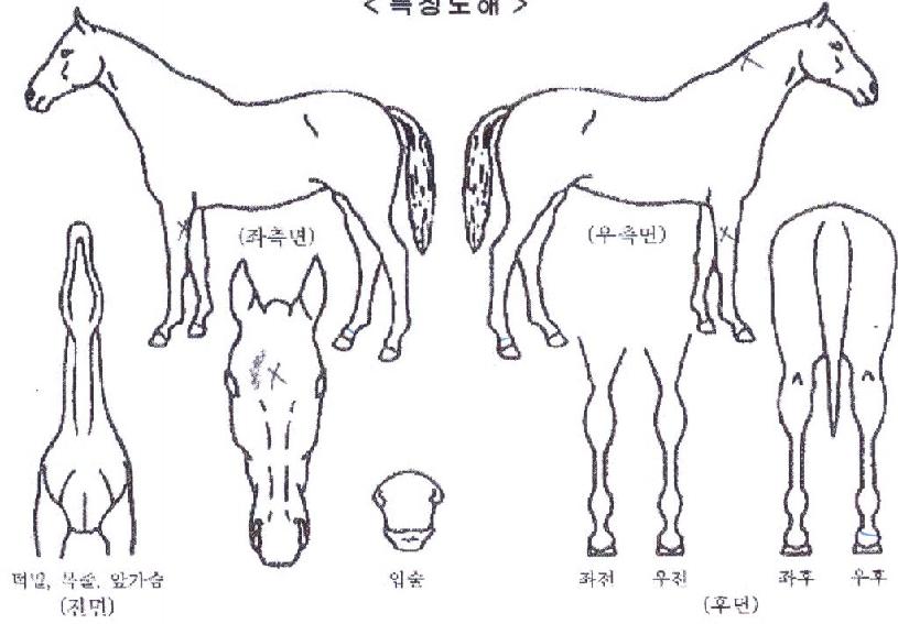 Ȳ�ݼ��� ����,���,�޸�,�λ�,�ٸ��� Ư¡����