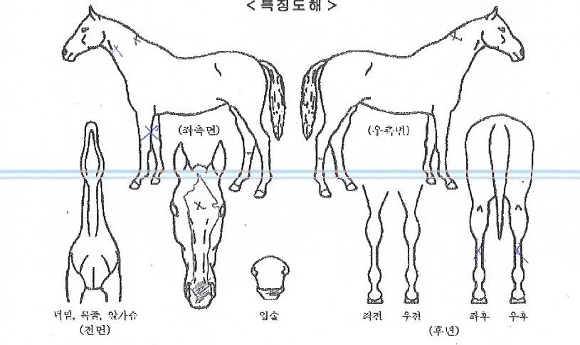 ����Ʈī���� ����,���,�޸�,�λ�,�ٸ��� Ư¡����