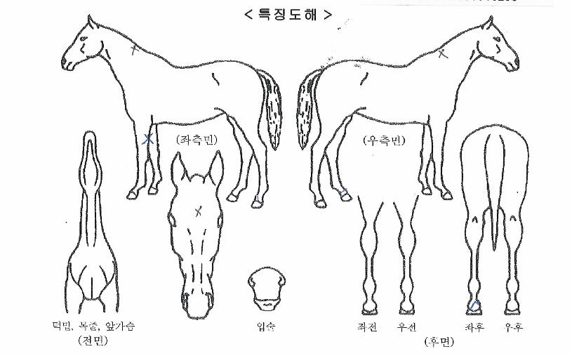 ���ʹ׸Ӵ��� ����,���,�޸�,�λ�,�ٸ��� Ư¡����