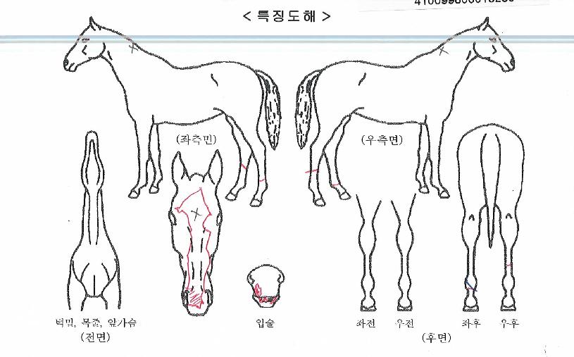 ¿¢¼³·±Æ®ÄýÀÇ Ãø¸é,¿ì¸é,µÞ¸é,µÎ»ó,´Ù¸®ÀÇ Æ¯Â¡µµÇØ