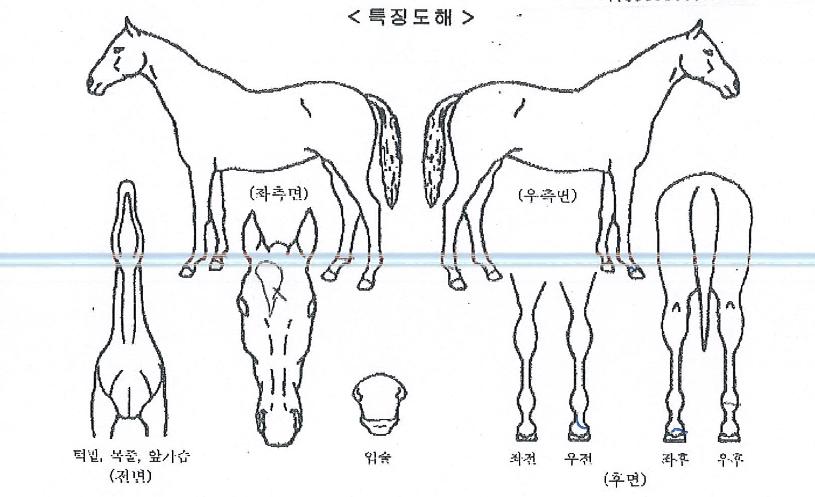 ¿¢¼³·±Æ®¿ì¸ÕÀÇ Ãø¸é,¿ì¸é,µÞ¸é,µÎ»ó,´Ù¸®ÀÇ Æ¯Â¡µµÇØ