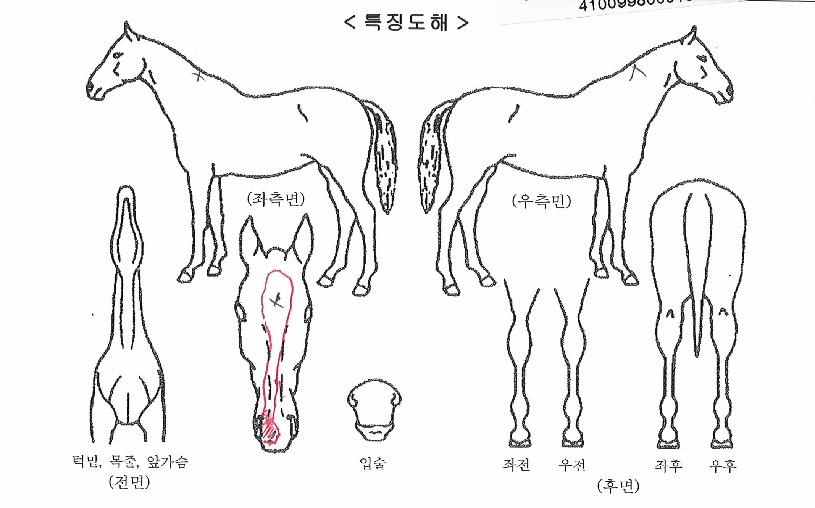 �����̾�Ʈ�� ����,���,�޸�,�λ�,�ٸ��� Ư¡����