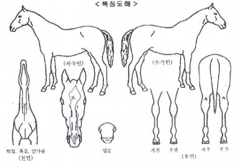 Å·½º¸¶¸°ÀÇ Ãø¸é,¿ì¸é,µÞ¸é,µÎ»ó,´Ù¸®ÀÇ Æ¯Â¡µµÇØ