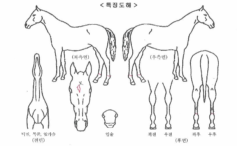 �����帶��ƾ�� ����,���,�޸�,�λ�,�ٸ��� Ư¡����