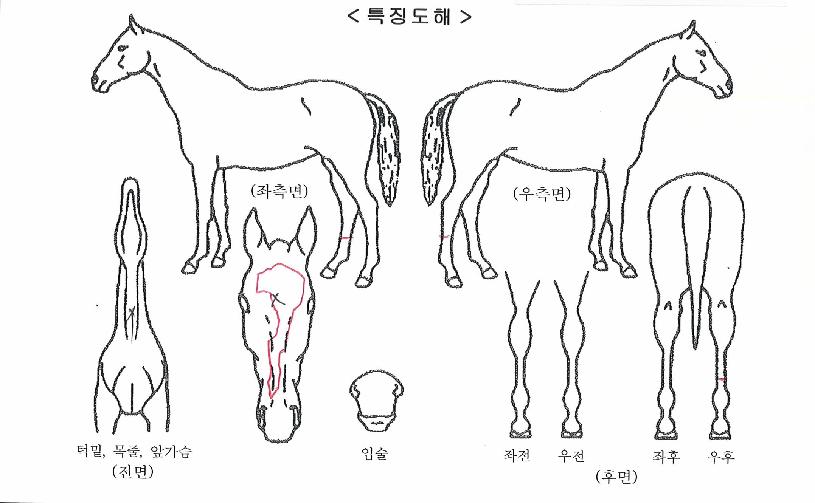 ���̳ΰ��� ����,���,�޸�,�λ�,�ٸ��� Ư¡����