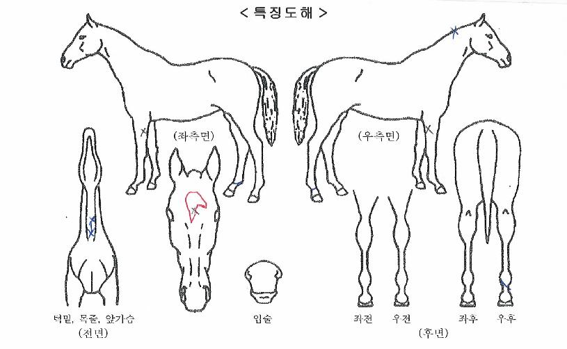 ¹è´Ù¸®Çâ±âÀÇ Ãø¸é,¿ì¸é,µÞ¸é,µÎ»ó,´Ù¸®ÀÇ Æ¯Â¡µµÇØ