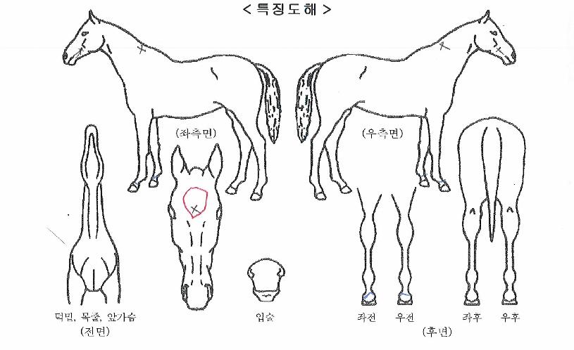 º£½ºÆ®Å丣ÀÇ Ãø¸é,¿ì¸é,µÞ¸é,µÎ»ó,´Ù¸®ÀÇ Æ¯Â¡µµÇØ