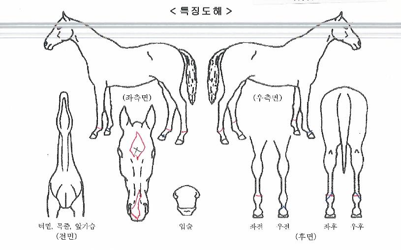 º£½ºÆ®Å·´ýÀÇ Ãø¸é,¿ì¸é,µÞ¸é,µÎ»ó,´Ù¸®ÀÇ Æ¯Â¡µµÇØ