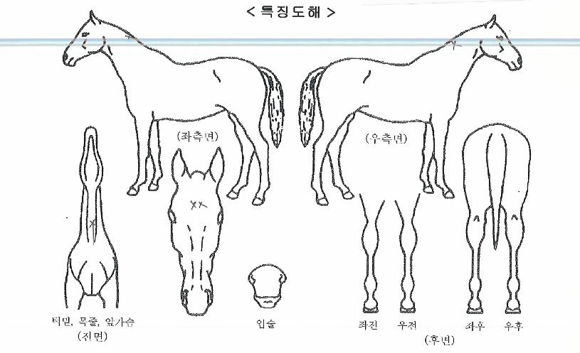 ´Ù³ªÀº·º½ºÀÇ Ãø¸é,¿ì¸é,µÞ¸é,µÎ»ó,´Ù¸®ÀÇ Æ¯Â¡µµÇØ