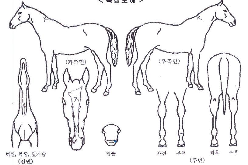 �뼺��ǳ�� ����,���,�޸�,�λ�,�ٸ��� Ư¡����