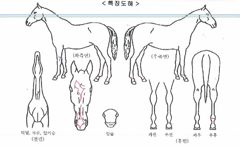 ÇÎÅ©À©µåÀÇ Ãø¸é,¿ì¸é,µÞ¸é,µÎ»ó,´Ù¸®ÀÇ Æ¯Â¡µµÇØ