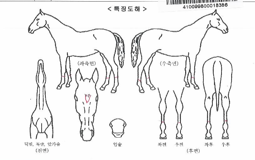 Ç÷º½ºµ¥ÀÌÀÇ Ãø¸é,¿ì¸é,µÞ¸é,µÎ»ó,´Ù¸®ÀÇ Æ¯Â¡µµÇØ