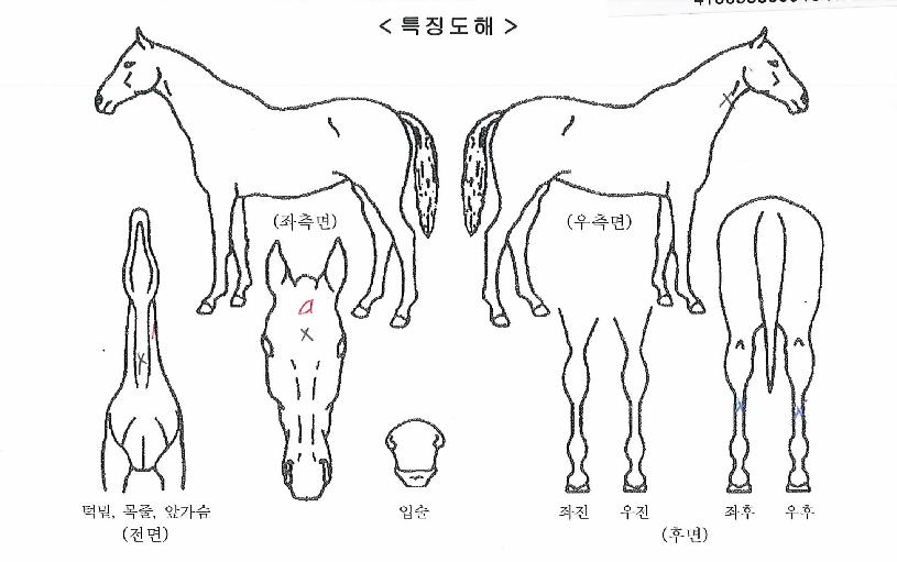 °ñµç¶óÀÎÀÇ Ãø¸é,¿ì¸é,µÞ¸é,µÎ»ó,´Ù¸®ÀÇ Æ¯Â¡µµÇØ