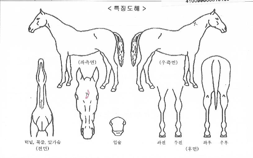 ±Û·Î¹úžçÀÇ Ãø¸é,¿ì¸é,µÞ¸é,µÎ»ó,´Ù¸®ÀÇ Æ¯Â¡µµÇØ