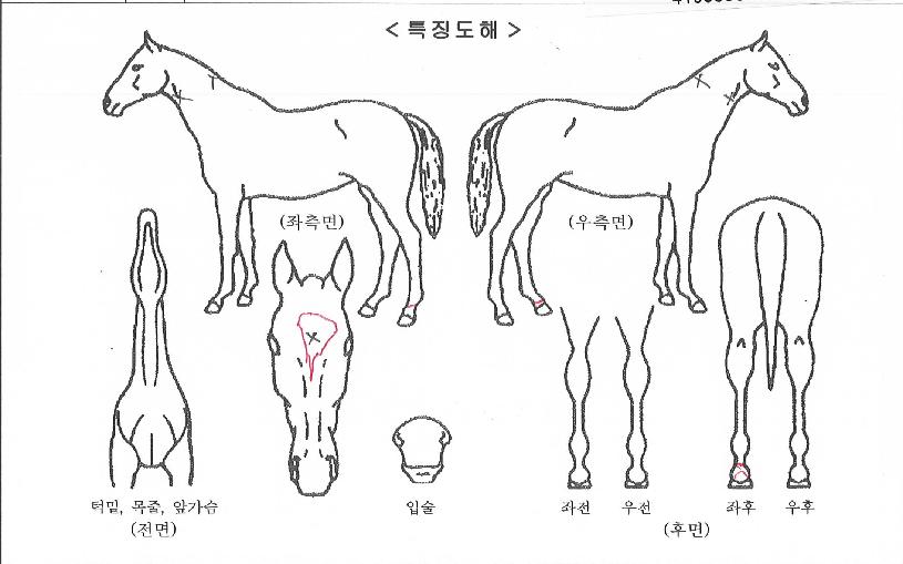 º¸¶÷ÀÇ Ãø¸é,¿ì¸é,µÞ¸é,µÎ»ó,´Ù¸®ÀÇ Æ¯Â¡µµÇØ