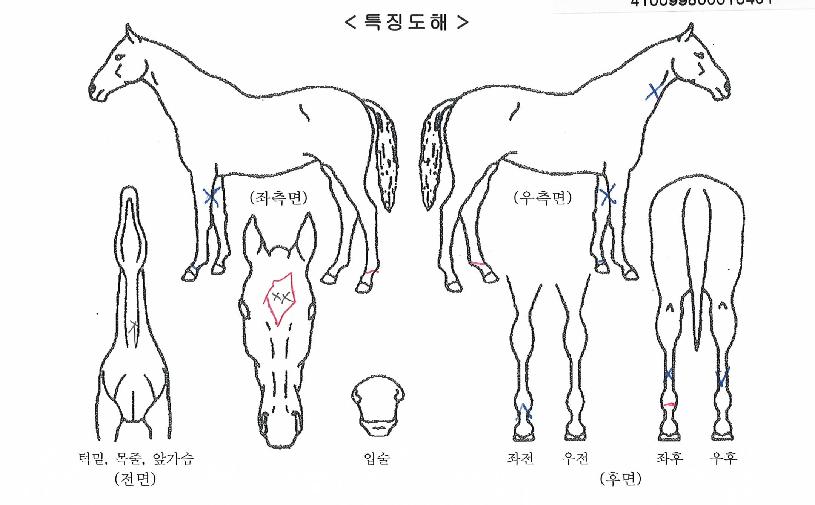 �ǿ��������� ����,���,�޸�,�λ�,�ٸ��� Ư¡����