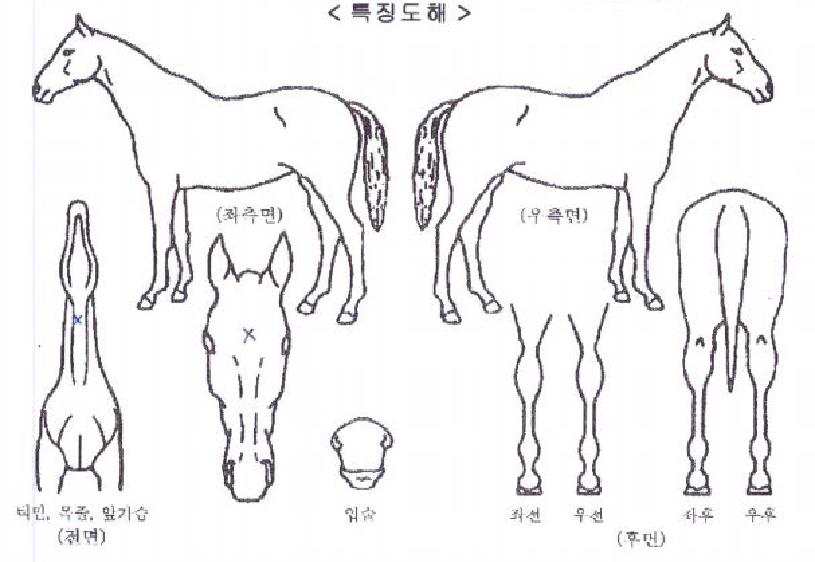 ºí·¢¿þÀ̺êÀÇ Ãø¸é,¿ì¸é,µÞ¸é,µÎ»ó,´Ù¸®ÀÇ Æ¯Â¡µµÇØ