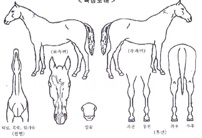 ����Ʈ���̼��� ����,���,�޸�,�λ�,�ٸ��� Ư¡����