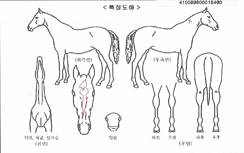 ���Һ긮���� ����,���,�޸�,�λ�,�ٸ��� Ư¡����