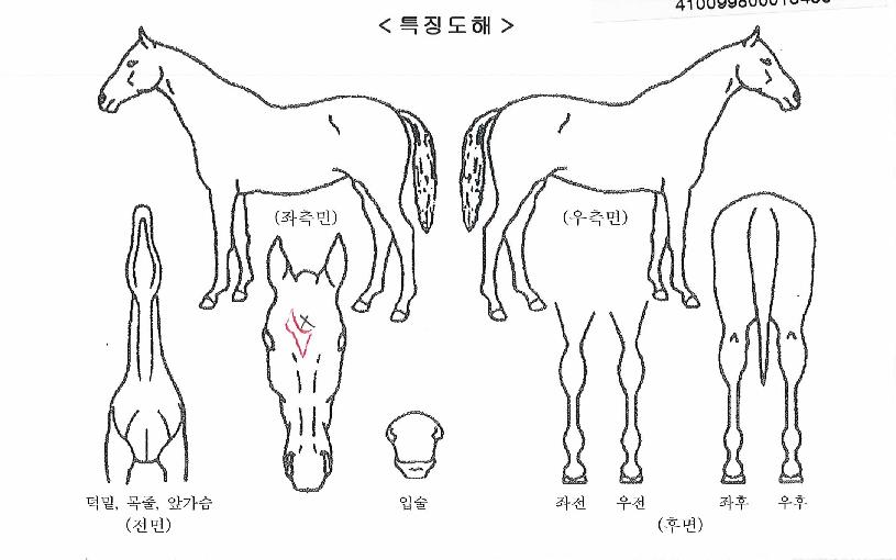 ����������Ʈ�� ����,���,�޸�,�λ�,�ٸ��� Ư¡����