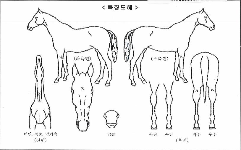 �幰���� ����,���,�޸�,�λ�,�ٸ��� Ư¡����