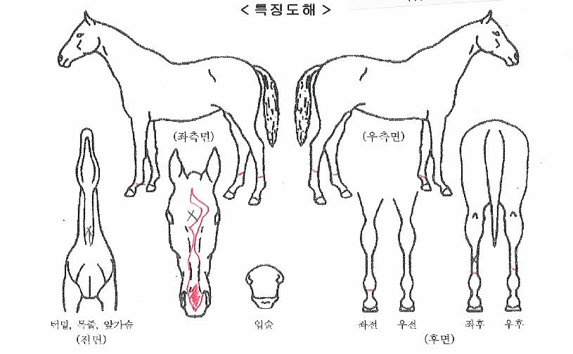 �ݼ��Ŀ��� ����,���,�޸�,�λ�,�ٸ��� Ư¡����