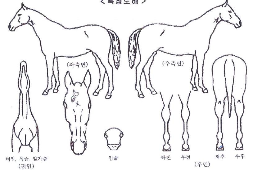 ������ũ�Ӵ��� ����,���,�޸�,�λ�,�ٸ��� Ư¡����