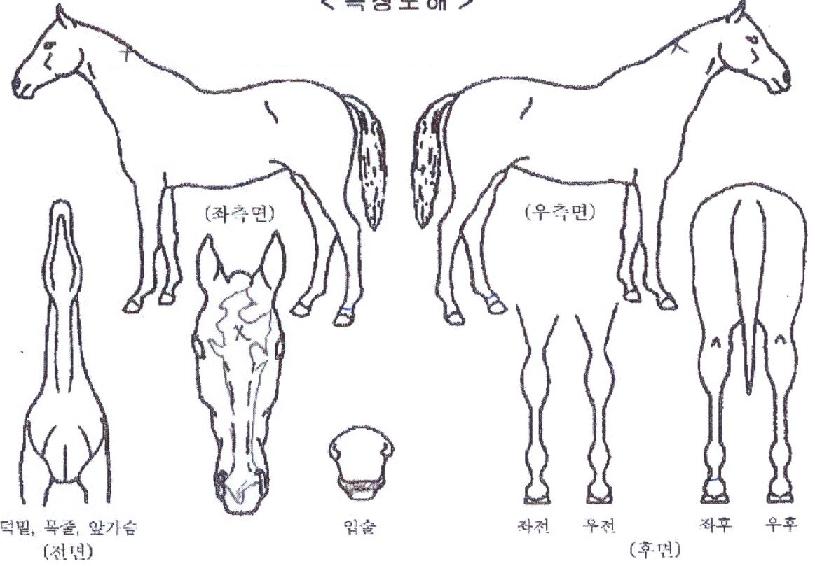 ¼±Í½ºÅ¸ÀÇ Ãø¸é,¿ì¸é,µÞ¸é,µÎ»ó,´Ù¸®ÀÇ Æ¯Â¡µµÇØ
